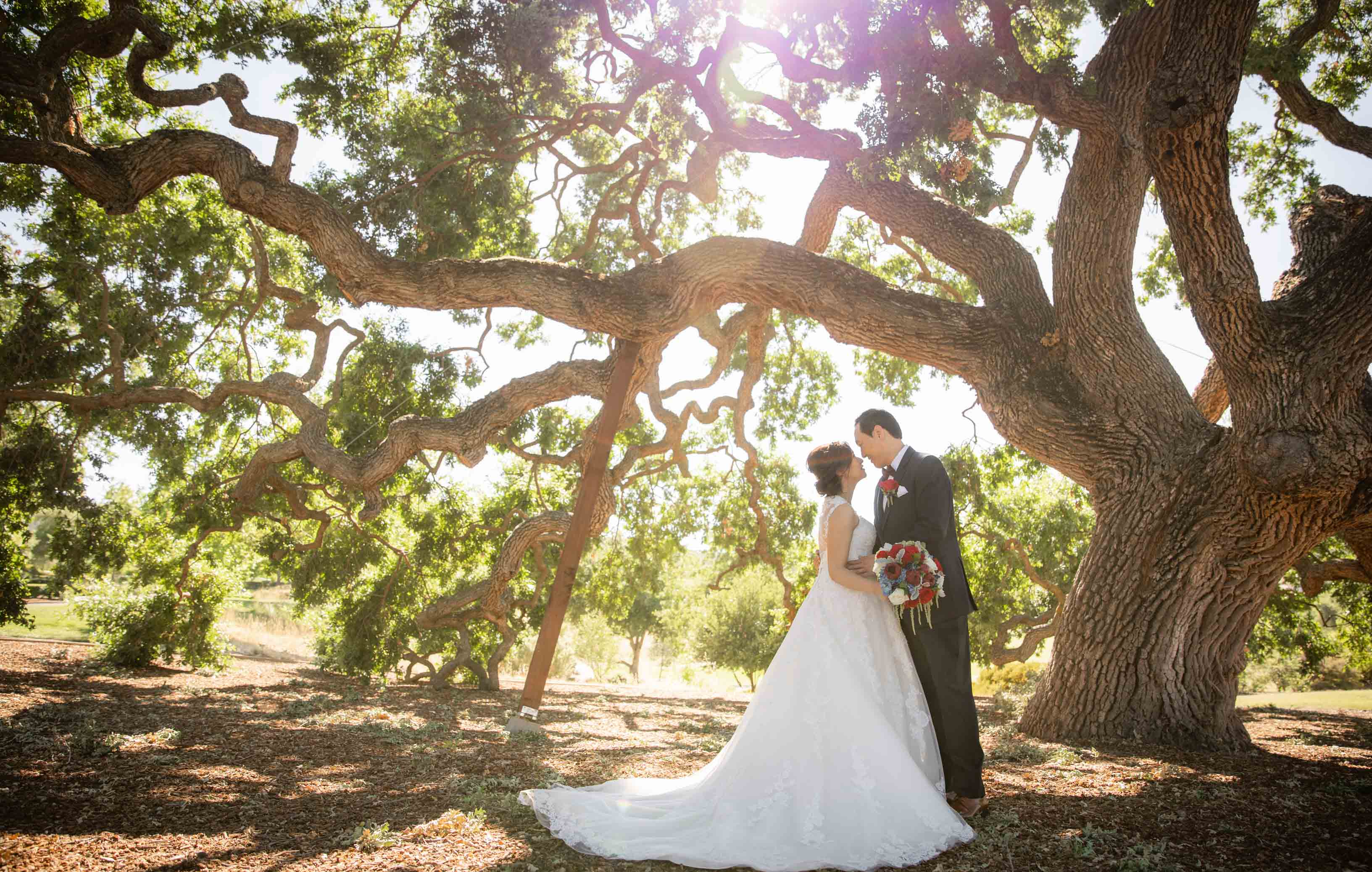 bride and groom under big tree at ruby hill winery